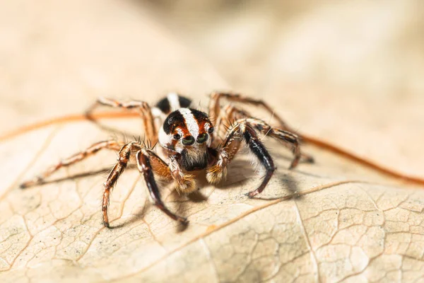 Macro Brown Jumping Spider Backdrop Dry Leaves — Stock Fotó