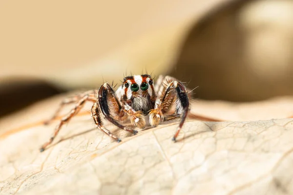 Macro Brown Jumping Spider Backdrop Dry Leaves — Zdjęcie stockowe