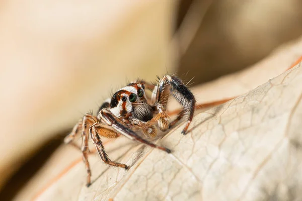 Macro Brown Jumping Spider Backdrop Dry Leaves — Zdjęcie stockowe