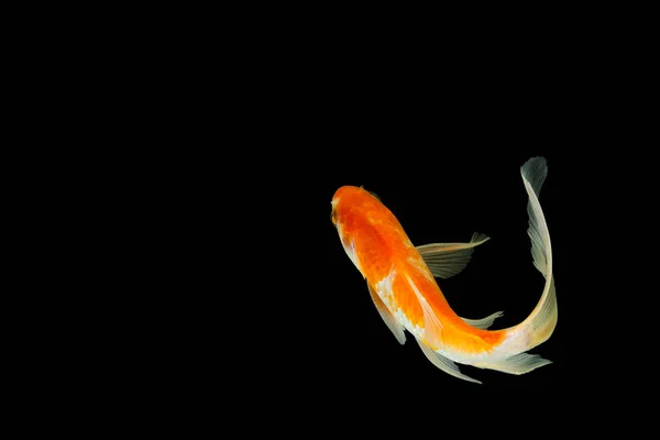 Fechar Espécie Cometa Peixinho Dourado Alto Ângulo Tiro Fundo Preto — Fotografia de Stock