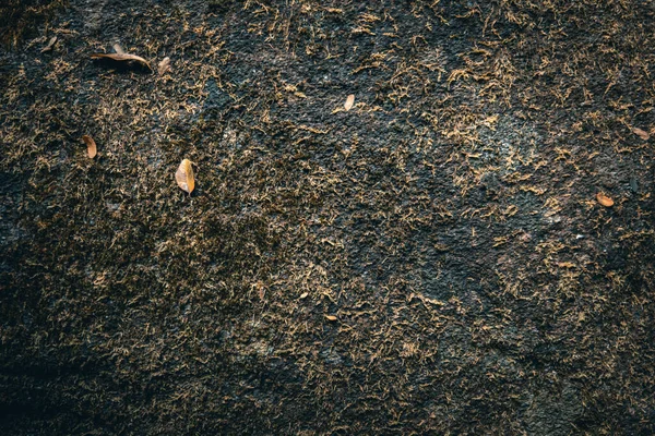 Коричневый Мох Фоне Скалы — стоковое фото