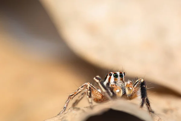 Macro Marrom Saltar Aranha Pano Fundo Folhas Secas — Fotografia de Stock