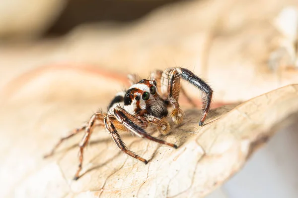 Macro Brown Jumping Spider Backdrop Dry Leaves — Stockfoto