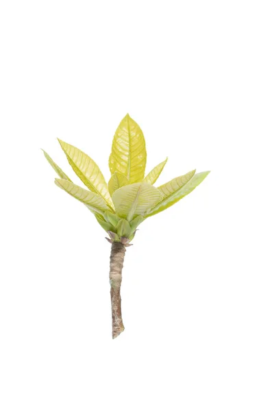 Buds Branches Leaves — Stock Photo, Image