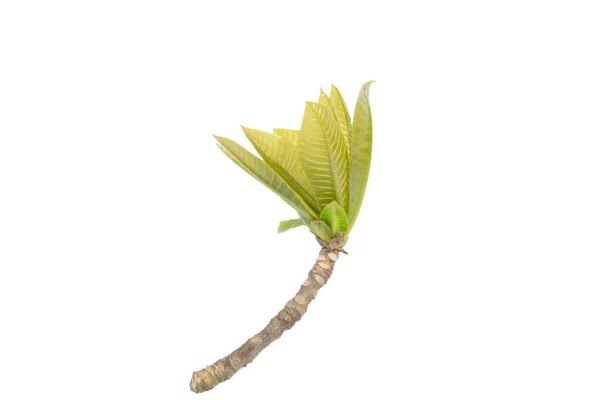 Die Knospen Der Zweige Und Blätter — Stockfoto