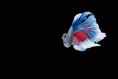 Yakın plan balık betta yarım ay mavi çizgili siyah arkaplan sahneleri