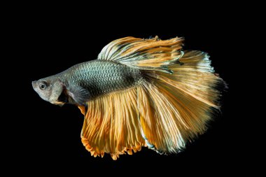 Kapanış anı balık betta yarım ay Sarı karışık gri arkaplan sahneleri