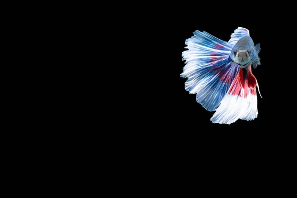 Primo Piano Momento Pesce Betta Mezzaluna Blu Rosso Strisce Nero — Foto Stock