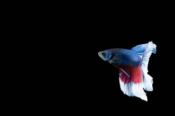 Close Moment Fish Betta Halfmoon Blue Red Stripes Black Background — Stock Photo, Image