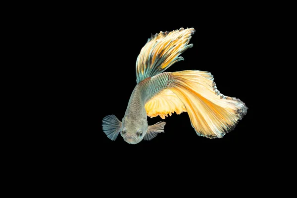 クローズアップ瞬間魚ベッタ半月黄色混合グレー黒の背景シーン — ストック写真