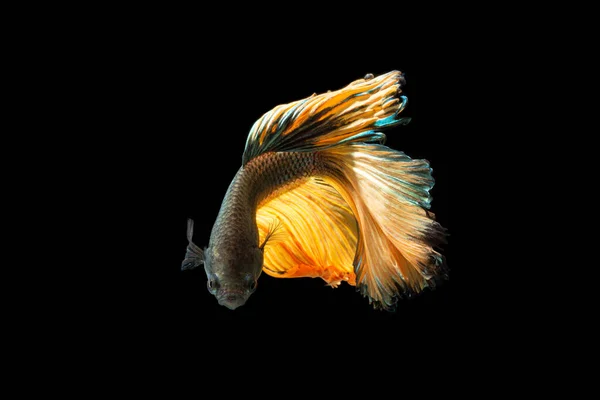 Close Moment Fish Betta Halfmoon Yellow Mixed Gray Black Scenes — Stok Foto