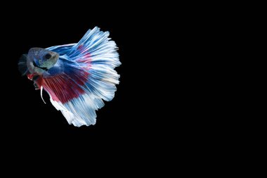 Yakın plan balık betta yarım ay mavi çizgili siyah arkaplan sahneleri