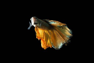 Kapanış anı balık betta yarım ay Sarı karışık gri arkaplan sahneleri