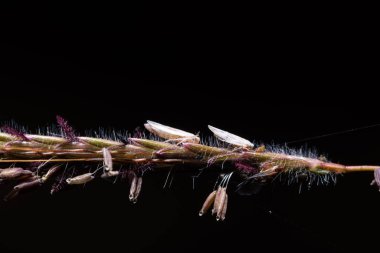 Macro, dallarda beyaz yaprak bitleri