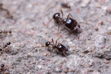 Macro karıncalar Pheidole jeton driversus