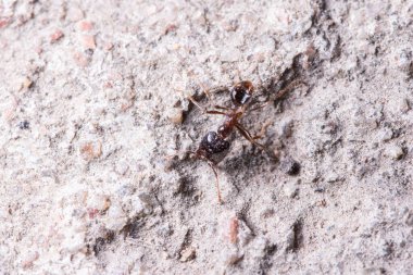 Macro karıncalar Pheidole jeton driversus