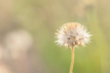 Çimen çiçeklerinin doğal arka planı