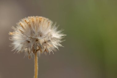 Çimen çiçeklerinin doğal arka planı