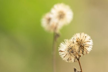 Çimen çiçeklerinin doğal arka planı