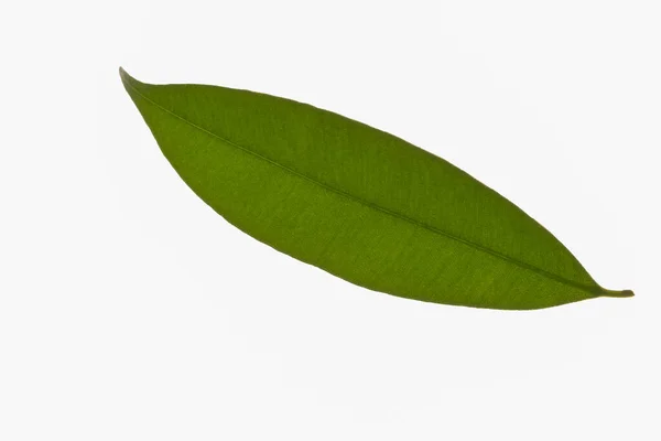 Візерунок Зеленого Листя Білому Тлі — стокове фото