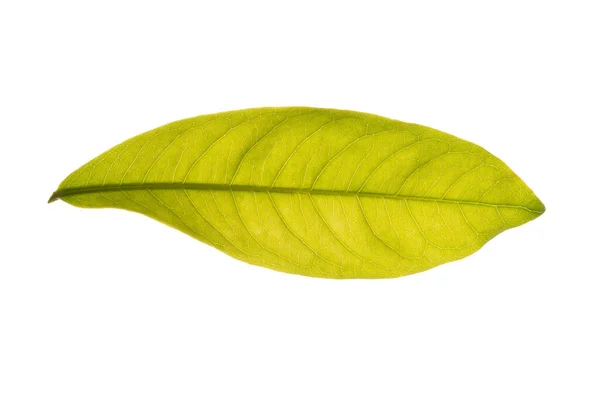 Modello Foglia Verde Sullo Sfondo Bianco — Foto Stock