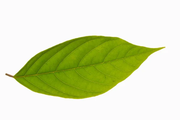 Візерунок Зеленого Листя Білому Тлі — стокове фото