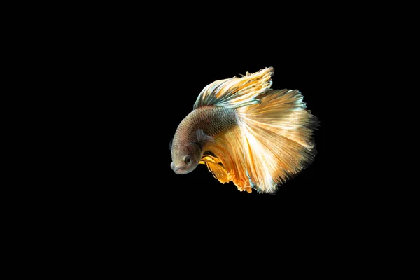 Kapanış Anı Balık Betta Yarım Sarı Karışık Gri Arkaplan Sahneleri — Stok fotoğraf