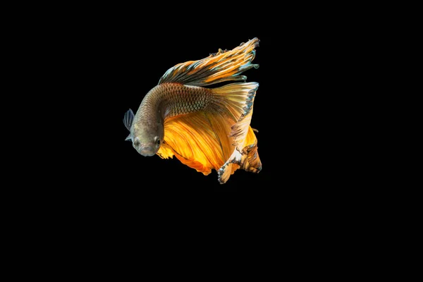 Close Moment Fish Betta Halfmoon Yellow Mixed Gray Black Background — Stock Photo, Image