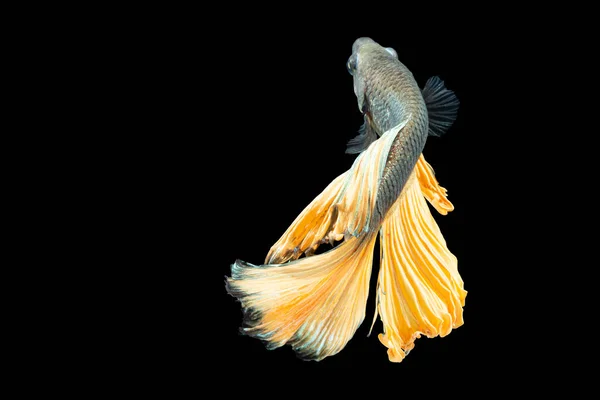 Close Moment Fish Betta Halfmoon Yellow Mixed Gray Black Scenes — Stok Foto