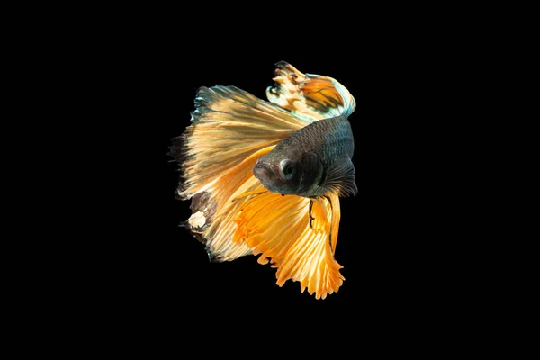 クローズアップ瞬間魚ベッタ半月黄色混合グレー黒の背景シーン — ストック写真
