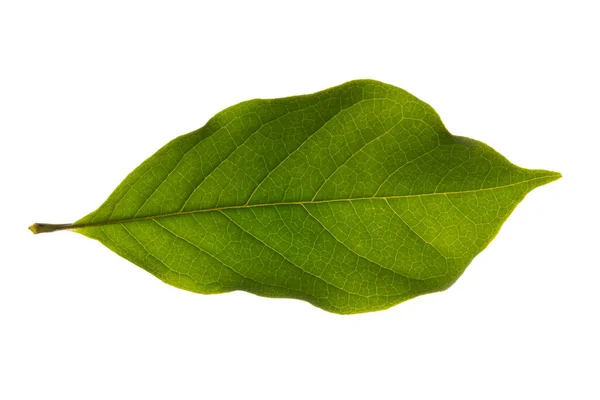 Vzor Zelených Listů Bílém Pozadí — Stock fotografie