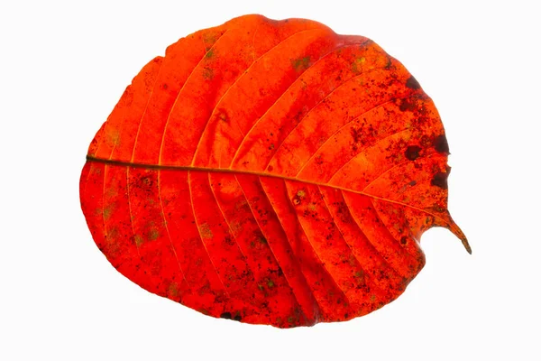 Nahaufnahmen Von Motiven Und Roten Blättern Vor Weißem Hintergrund — Stockfoto
