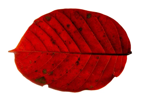 Πάρτε Κοντινά Μοτίβα Και Κόκκινα Φύλλα Λευκό Φόντο — Φωτογραφία Αρχείου