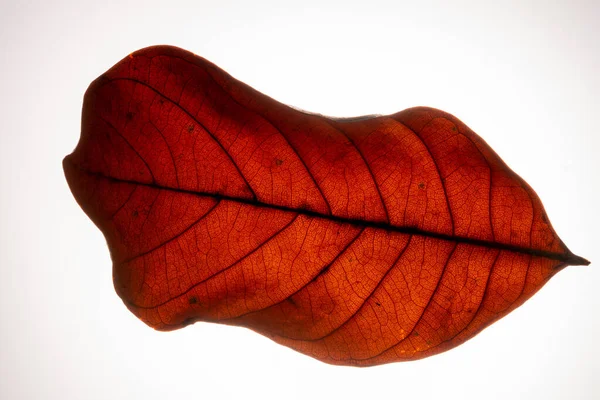 Tome Motivos Cercanos Hojas Rojas Fondo Blanco — Foto de Stock