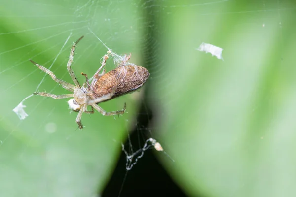 Aranhas Macro Põem Ovos — Fotografia de Stock