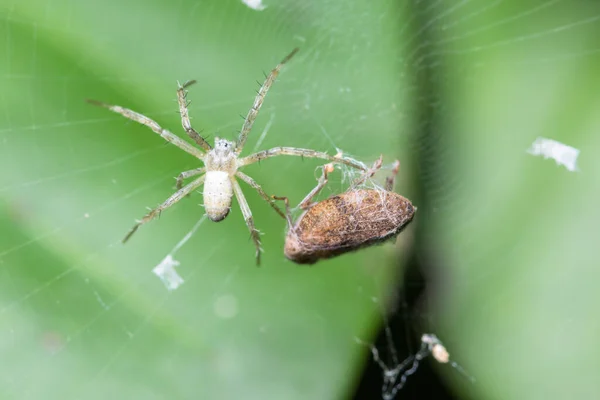 Aranhas Macro Põem Ovos — Fotografia de Stock