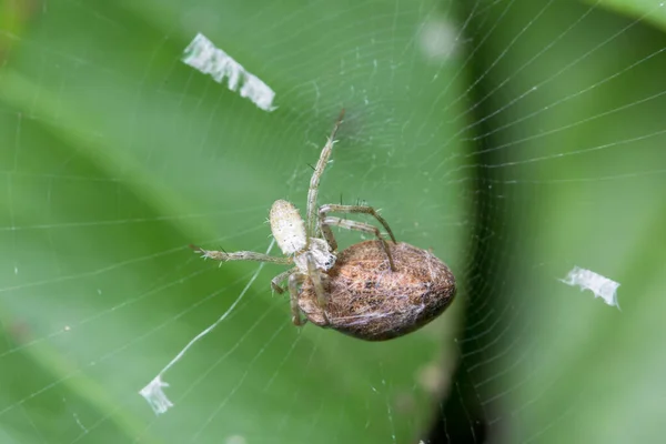 Aranhas Macro Põem Ovos — Fotografia de Stock