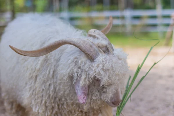 Πρόβατα Στο Ζωολογικό Κήπο — Φωτογραφία Αρχείου