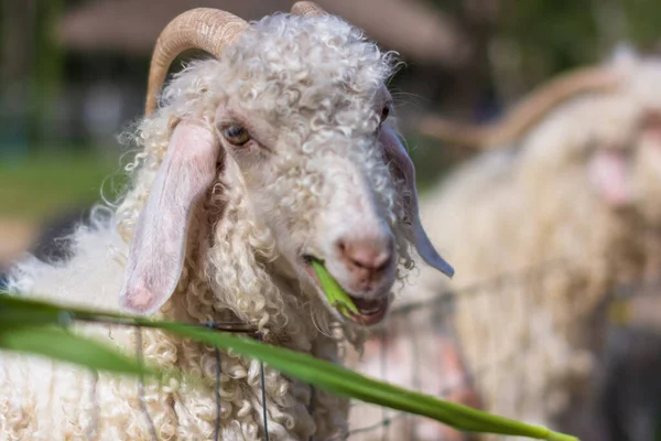 Вівці Зоопарку — стокове фото