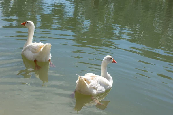 Gans Het Zwembad — Stockfoto