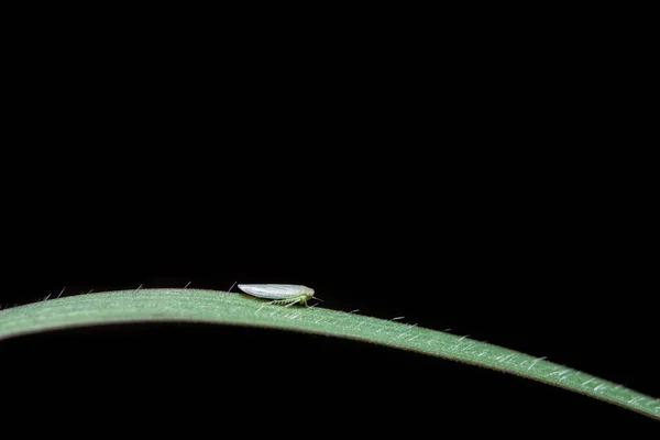 Macro White Aphids Branches — Stock Photo, Image