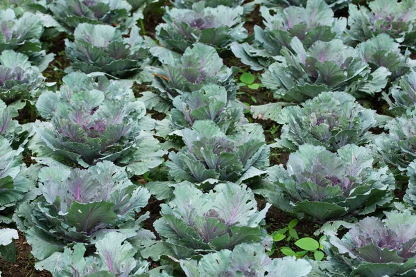 Longlived Cabbage Vegetable Background Macro — 스톡 사진