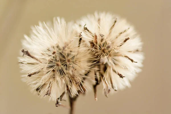 Přírodní Pozadí Trávy Květiny — Stock fotografie