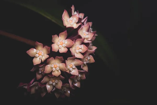 Макро Цветка Розовой Хойи — стоковое фото