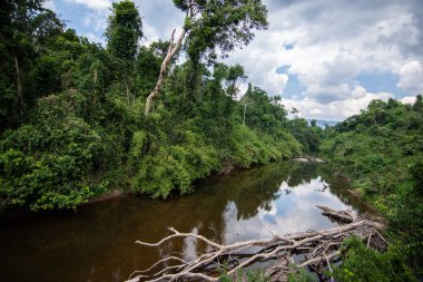 Orman ve doğa koruma kavramları