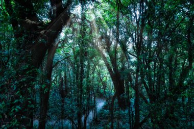 Koruma kavramı Doğal orman ortamı