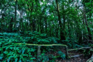 Koruma kavramı Doğal orman ortamı