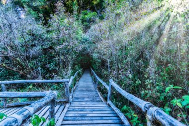 Koruma kavramı Doğal orman ortamı