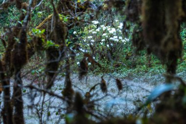 Koruma kavramı Doğal orman ortamı