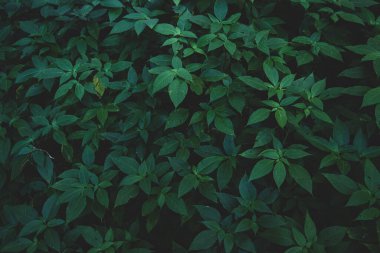 Koruma kavramı Doğal orman ortamı